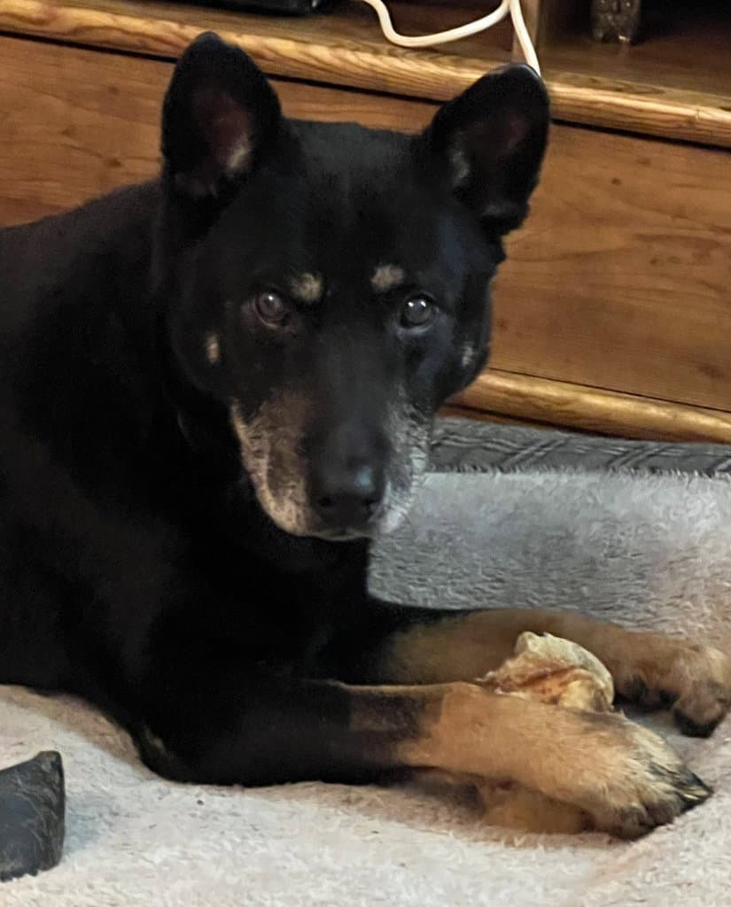 Danny - German Shepherd Dog