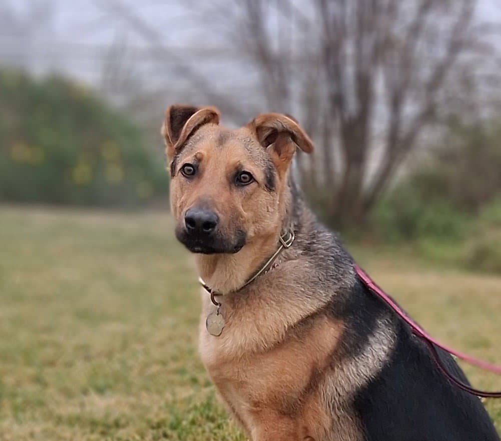 Ralph - German Shepherd Dog