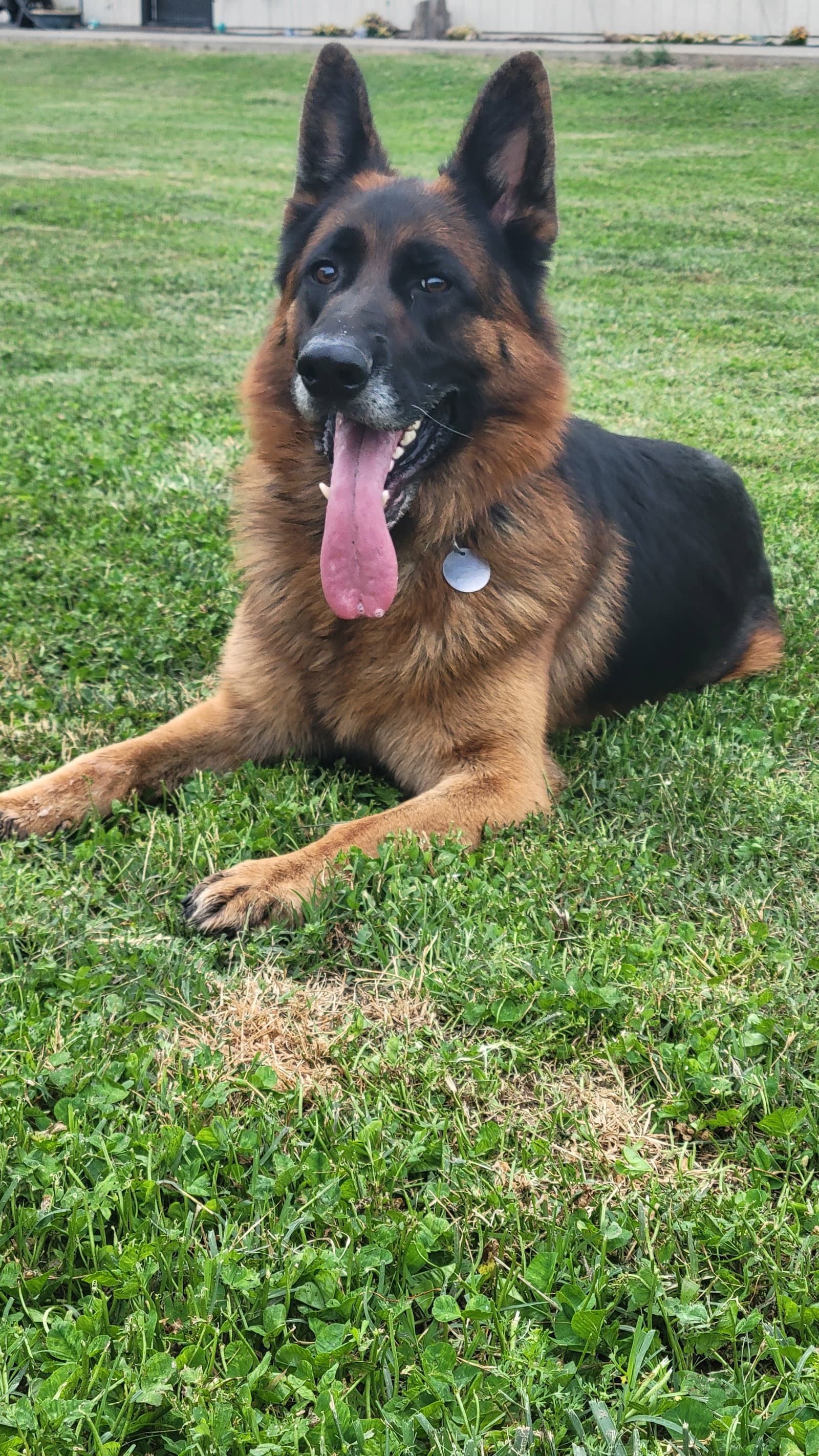 Koda - German Shepherd Dog