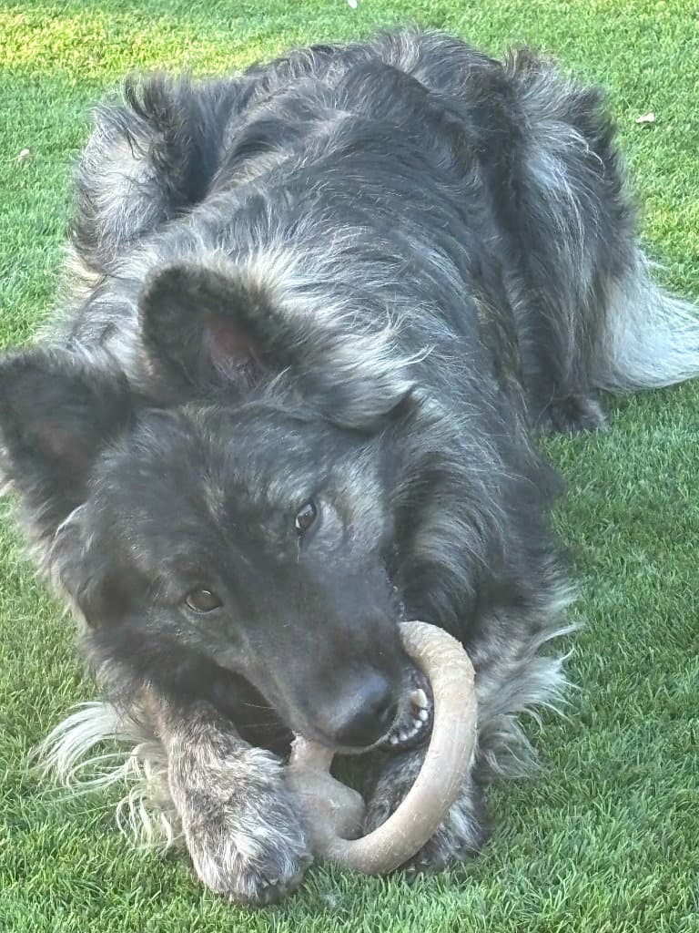 Reggie - Terrier