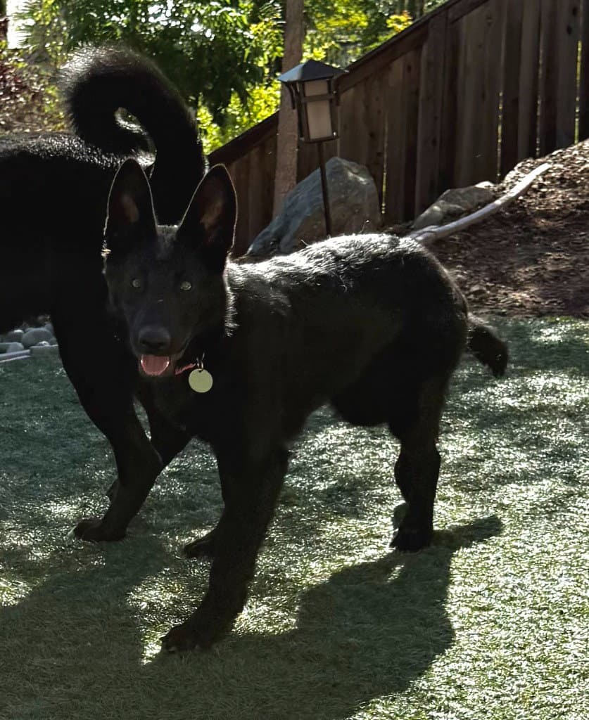 Nia - German Shepherd Dog
