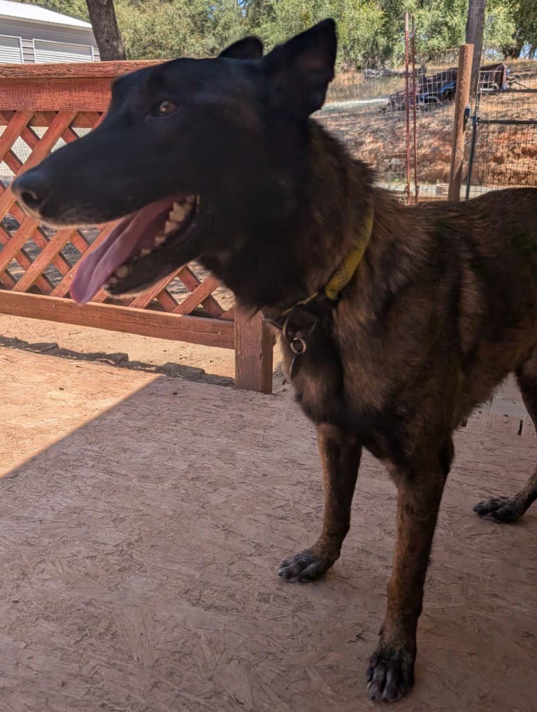 Kolton - Belgian Shepherd Malinois