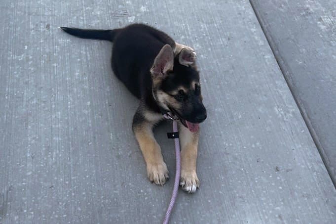 Damien - German Shepherd Dog