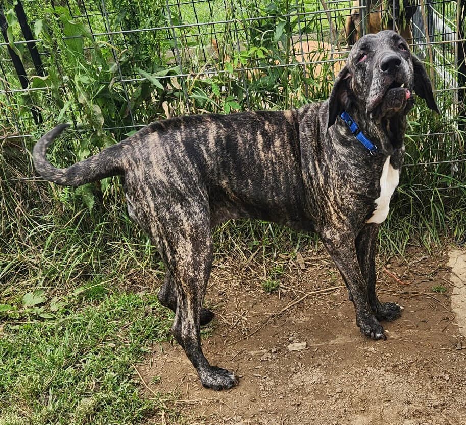 Aurora - Fila Brasileiro