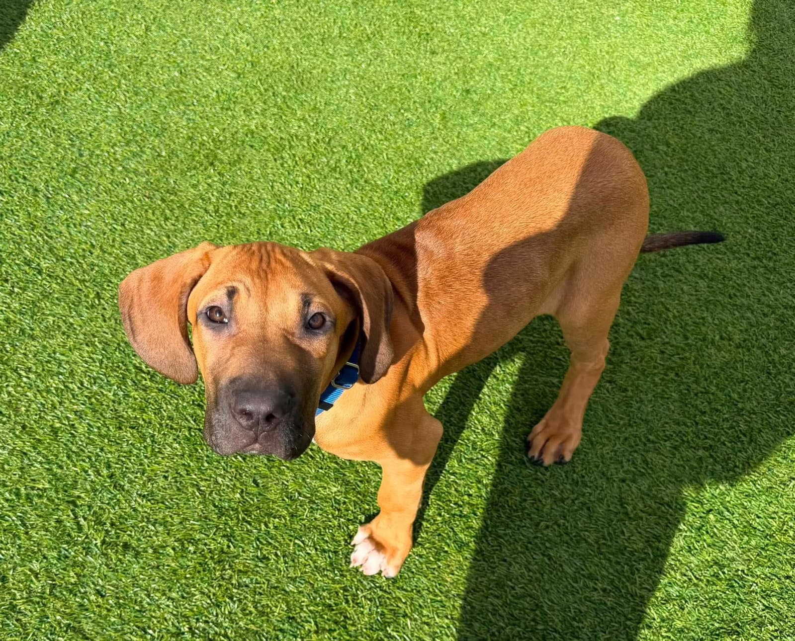 Apollo - Fila Brasileiro