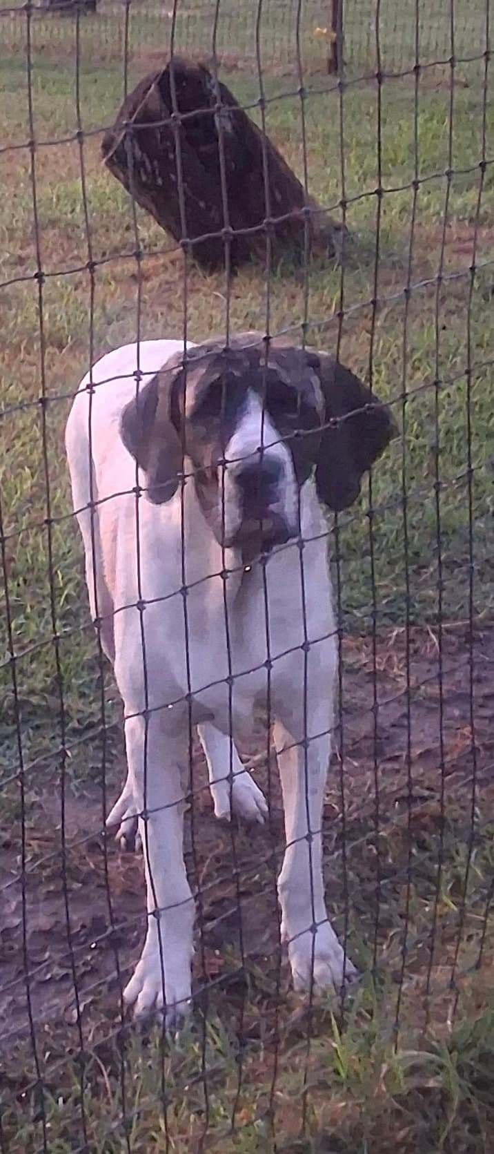Charles - Fila Brasileiro