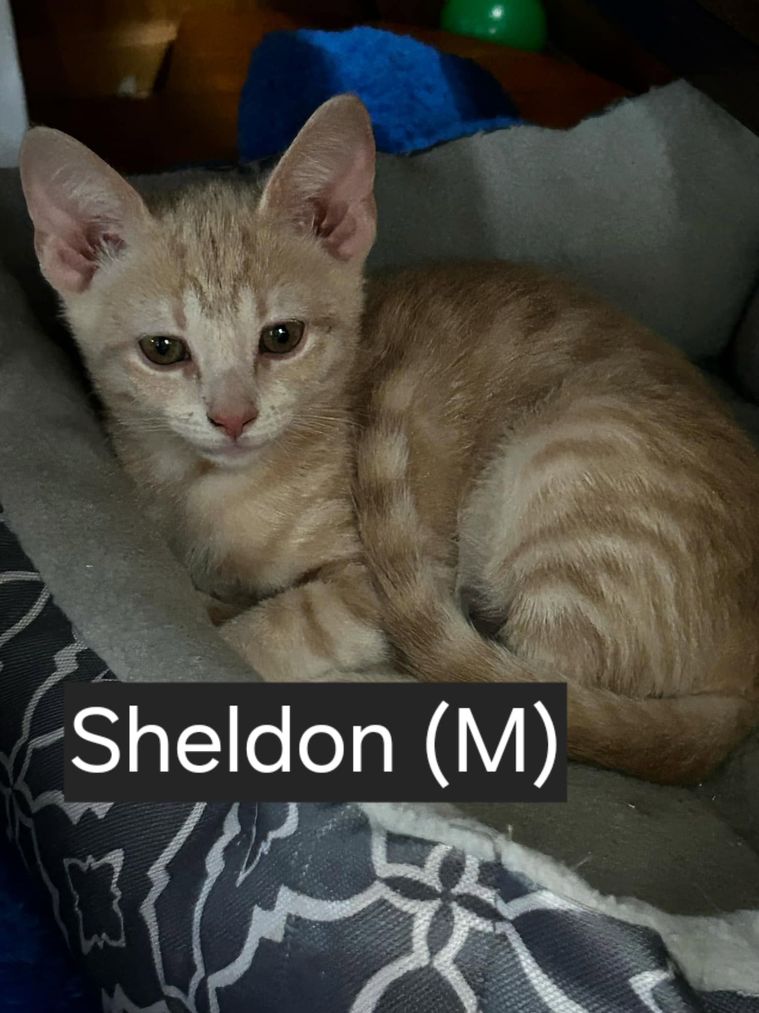 Otis - Domestic Short Hair
