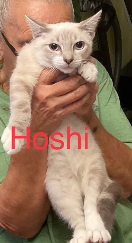 Hoshi - Domestic Short Hair