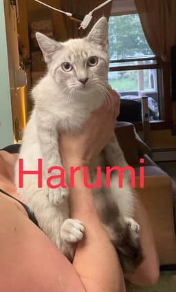 Harumi image 1