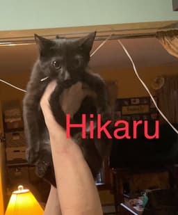 Hikaru image 1