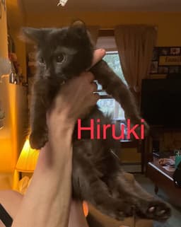 Hiruki image 1