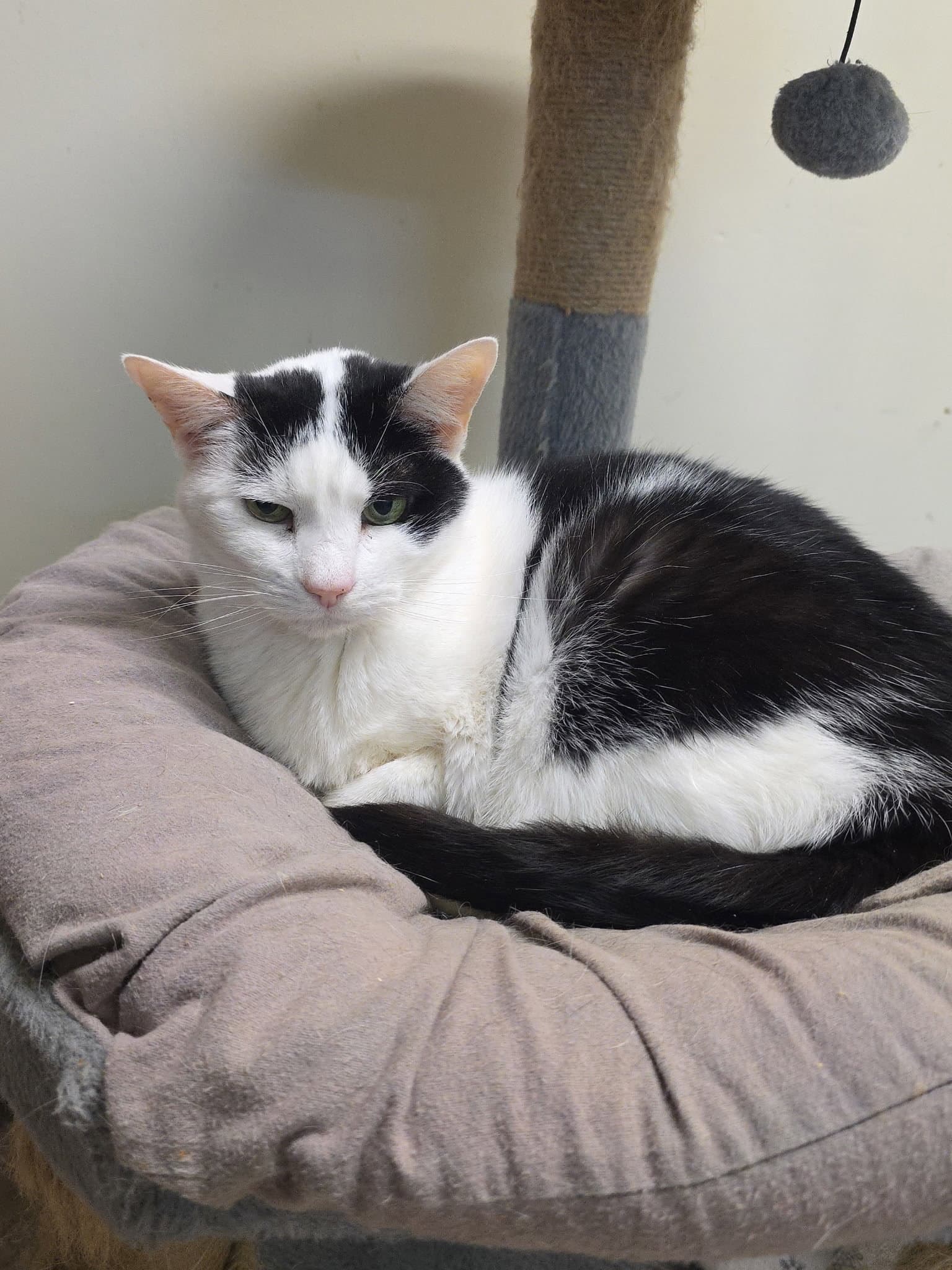 Mk - Domestic Short Hair