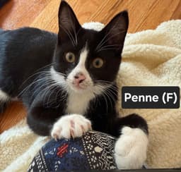 Penne image 1