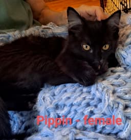 Pippi image 1
