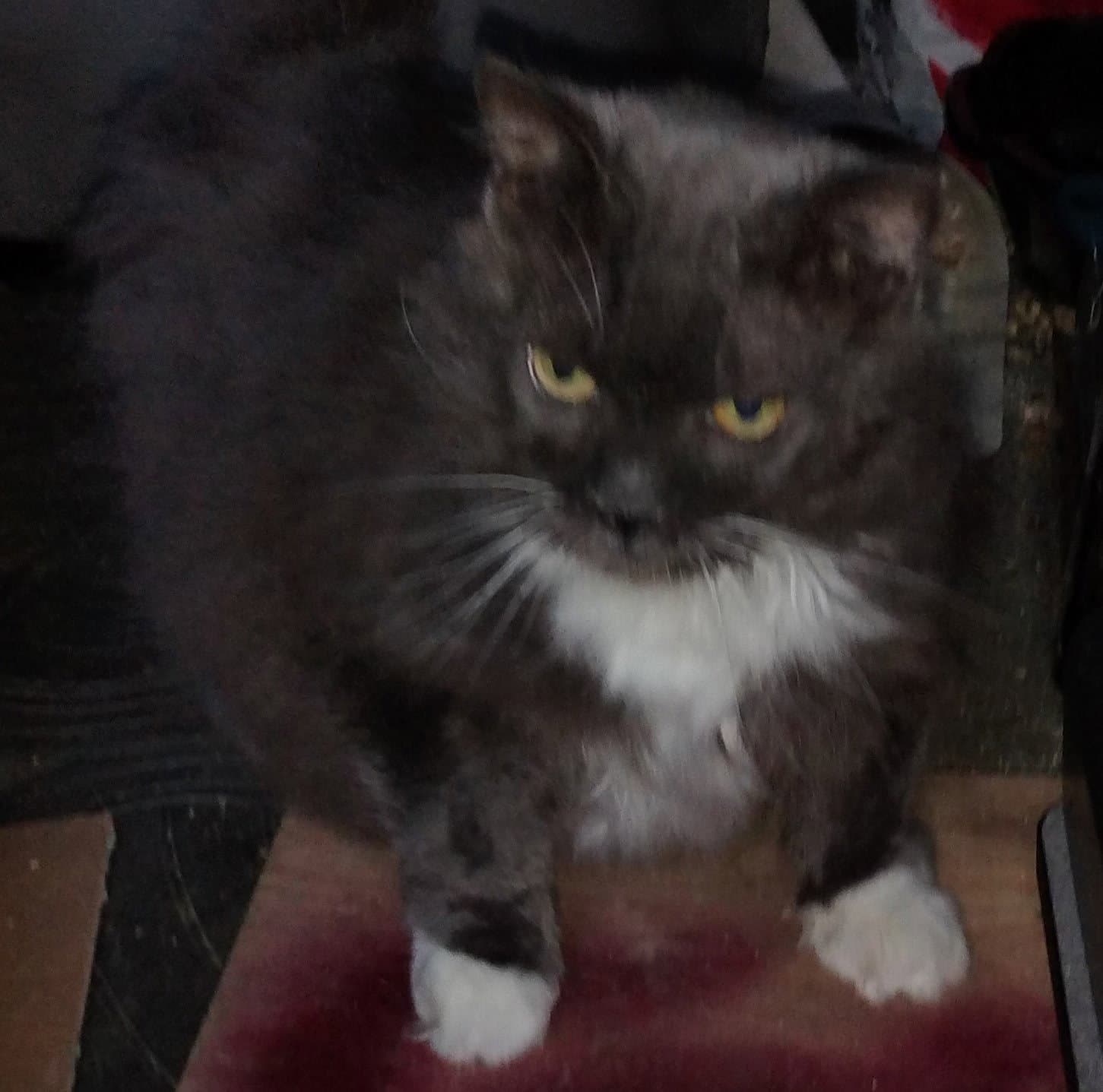 Scarry - Domestic Long Hair