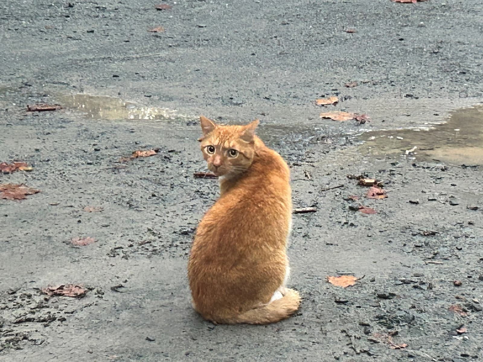 Mario - Domestic Short Hair