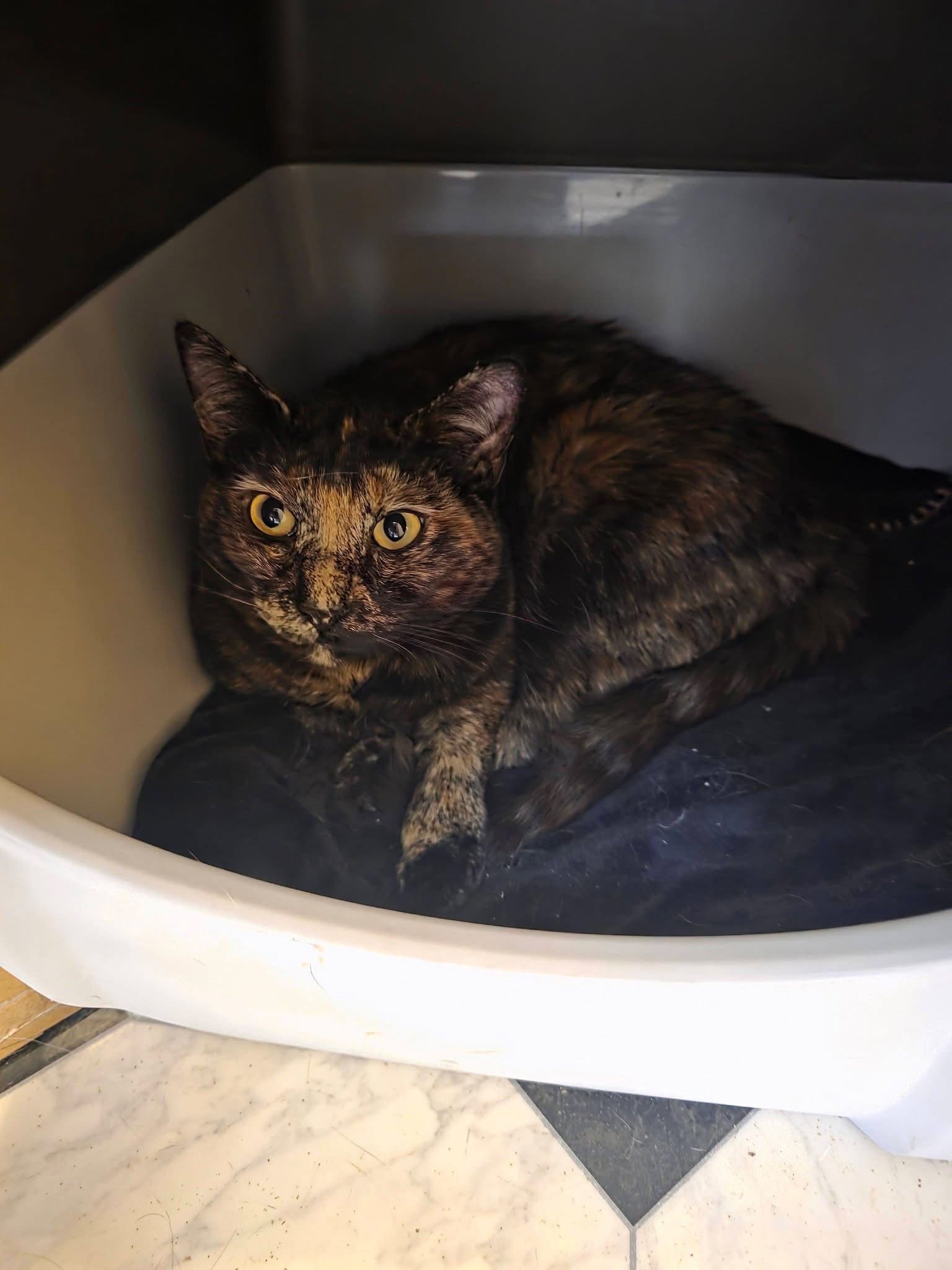 Prospect St - Domestic Short Hair