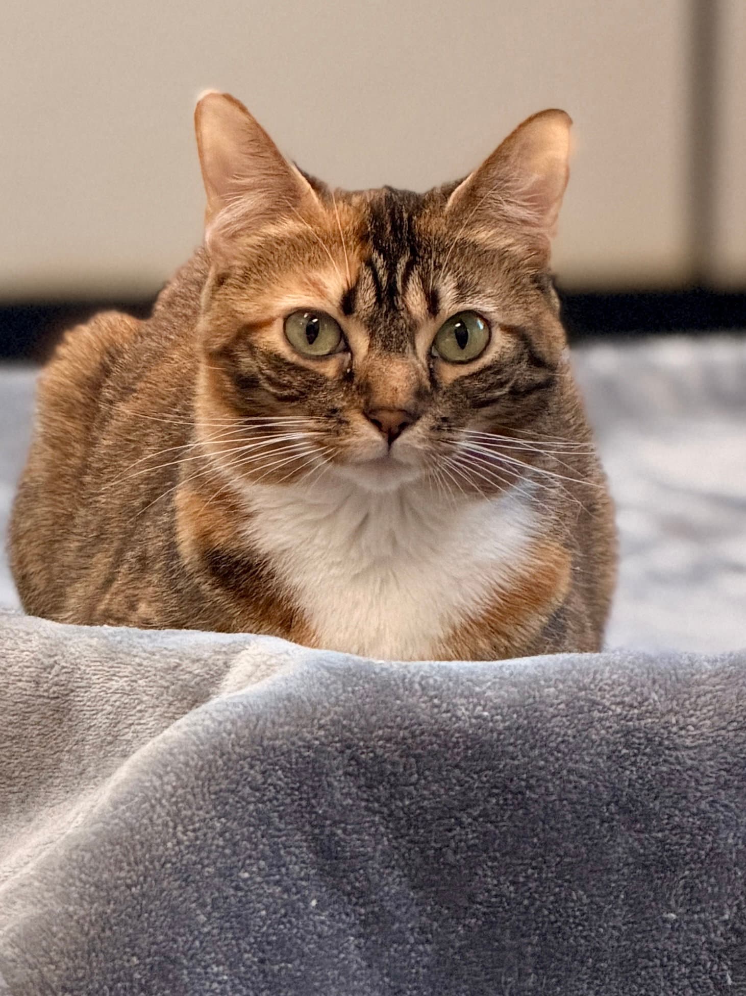 Valentina - Domestic Short Hair