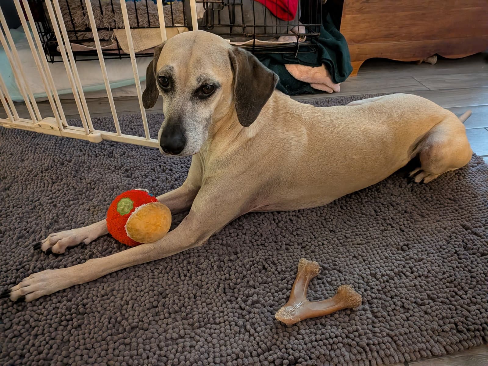 Arya - Fh - Black Mouth Cur