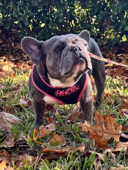 Stella Fh image 1