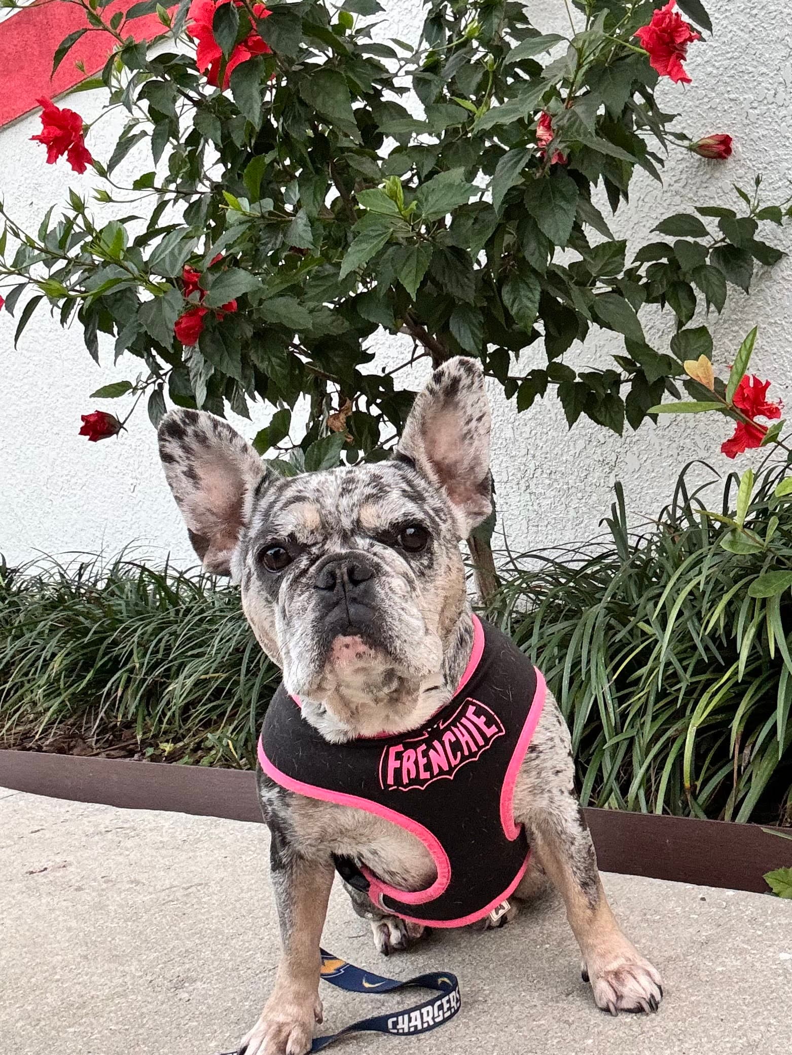 Pepper Fh - French Bulldog