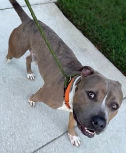 Ralph - Training Camp image 3