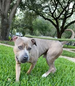 Ralph - Training Camp image 2