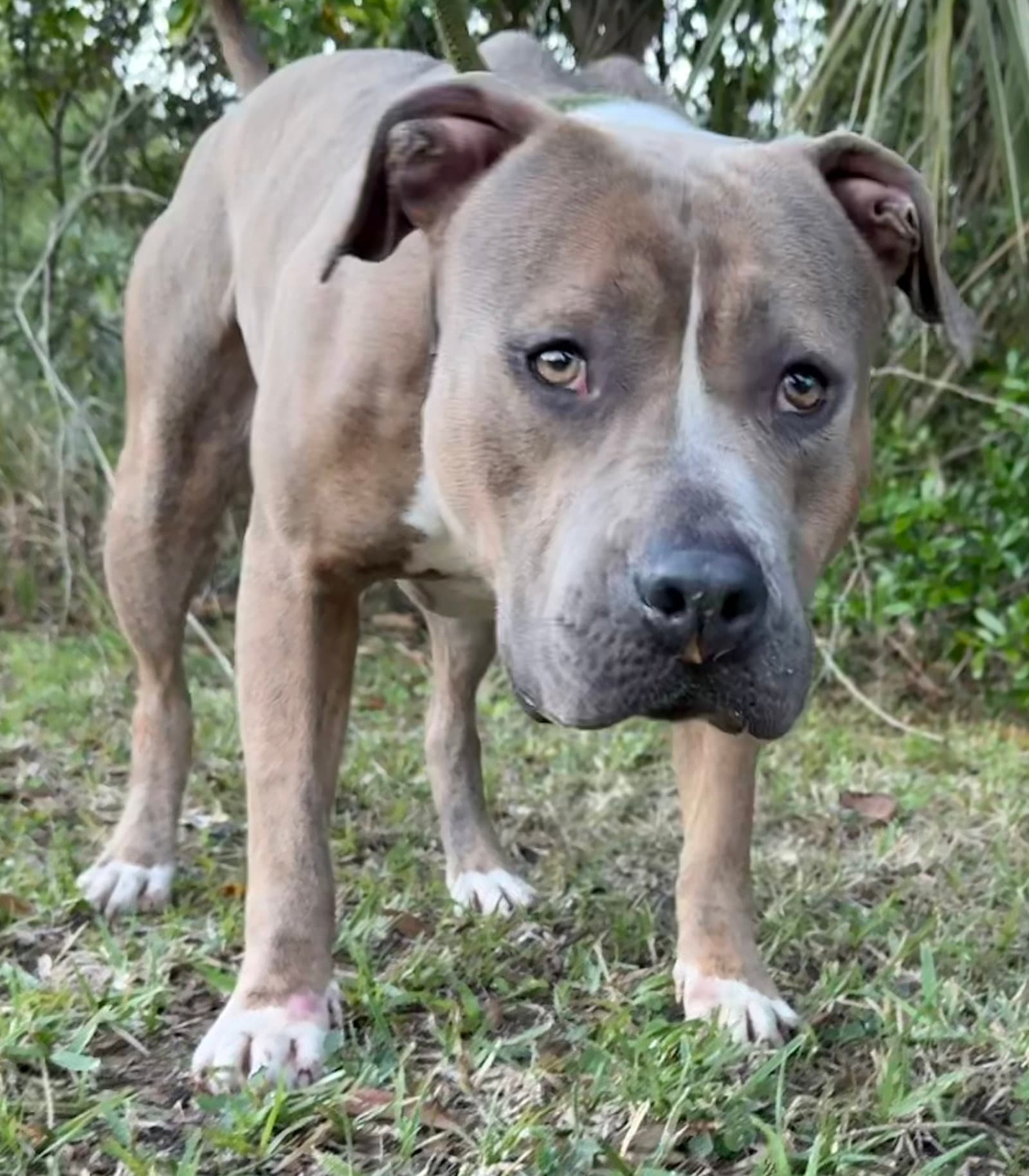 Ralph - Training Camp - American Bulldog