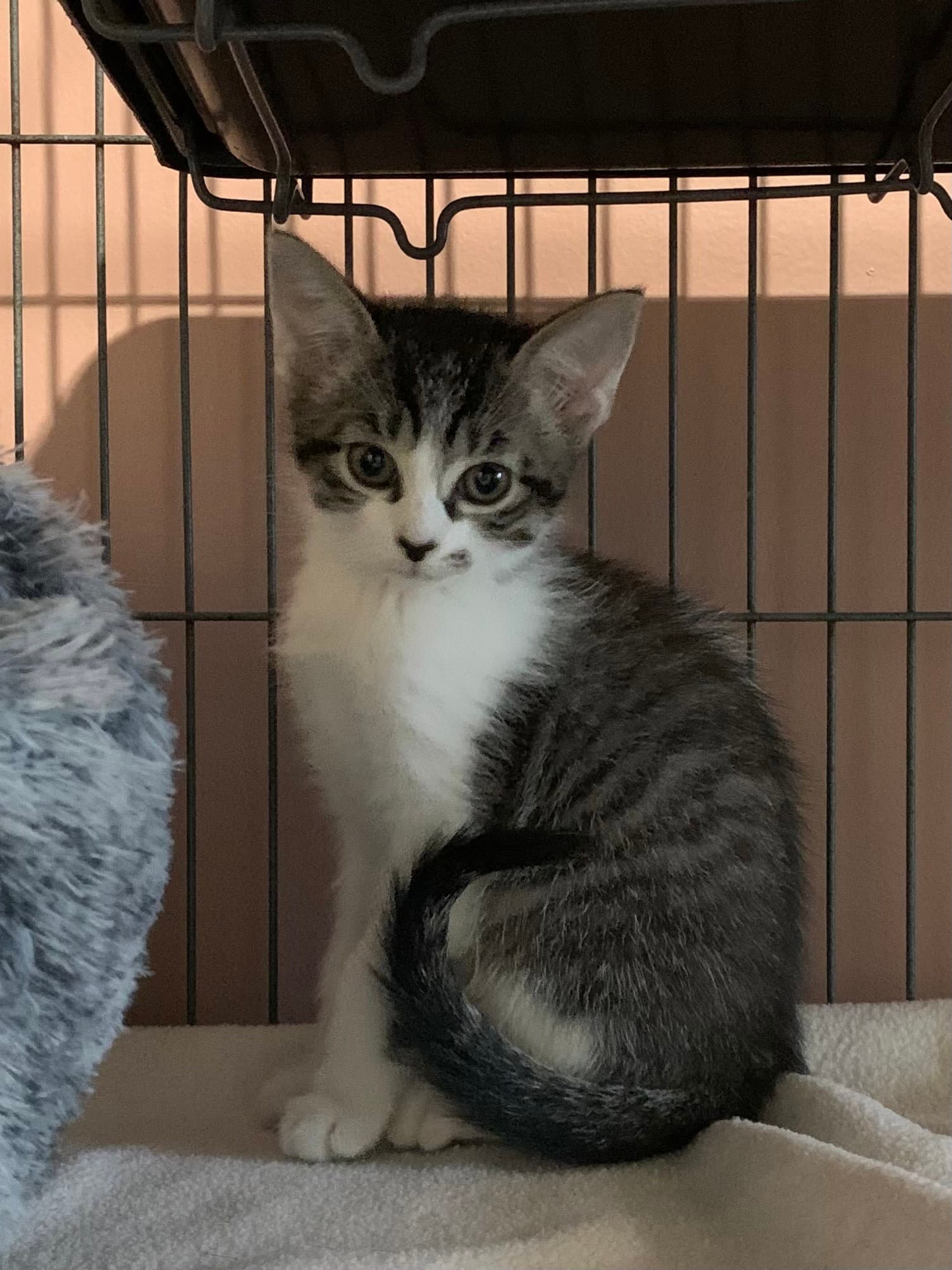 Ladybug - Domestic Short Hair