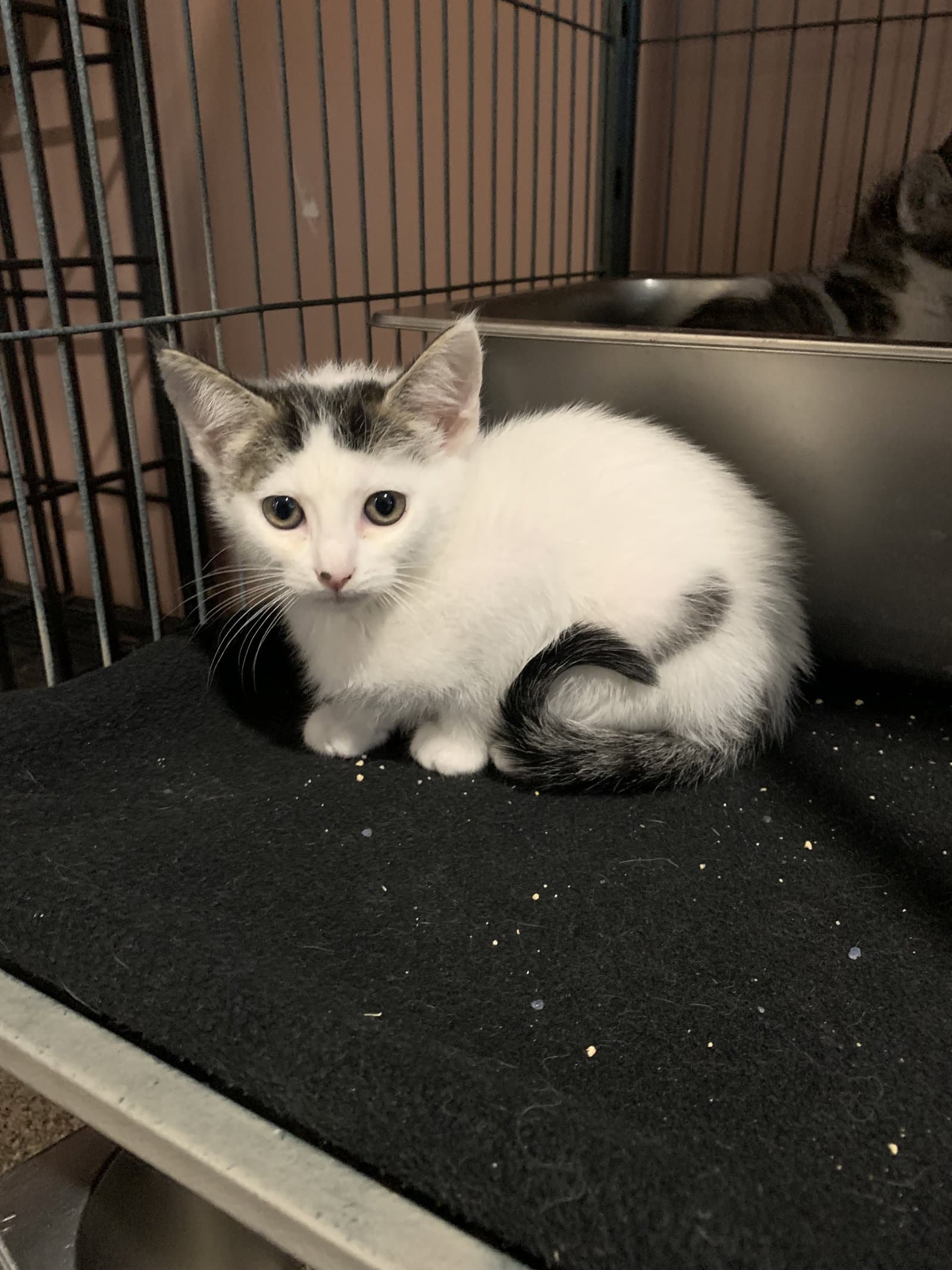 Dragonfly - Domestic Short Hair