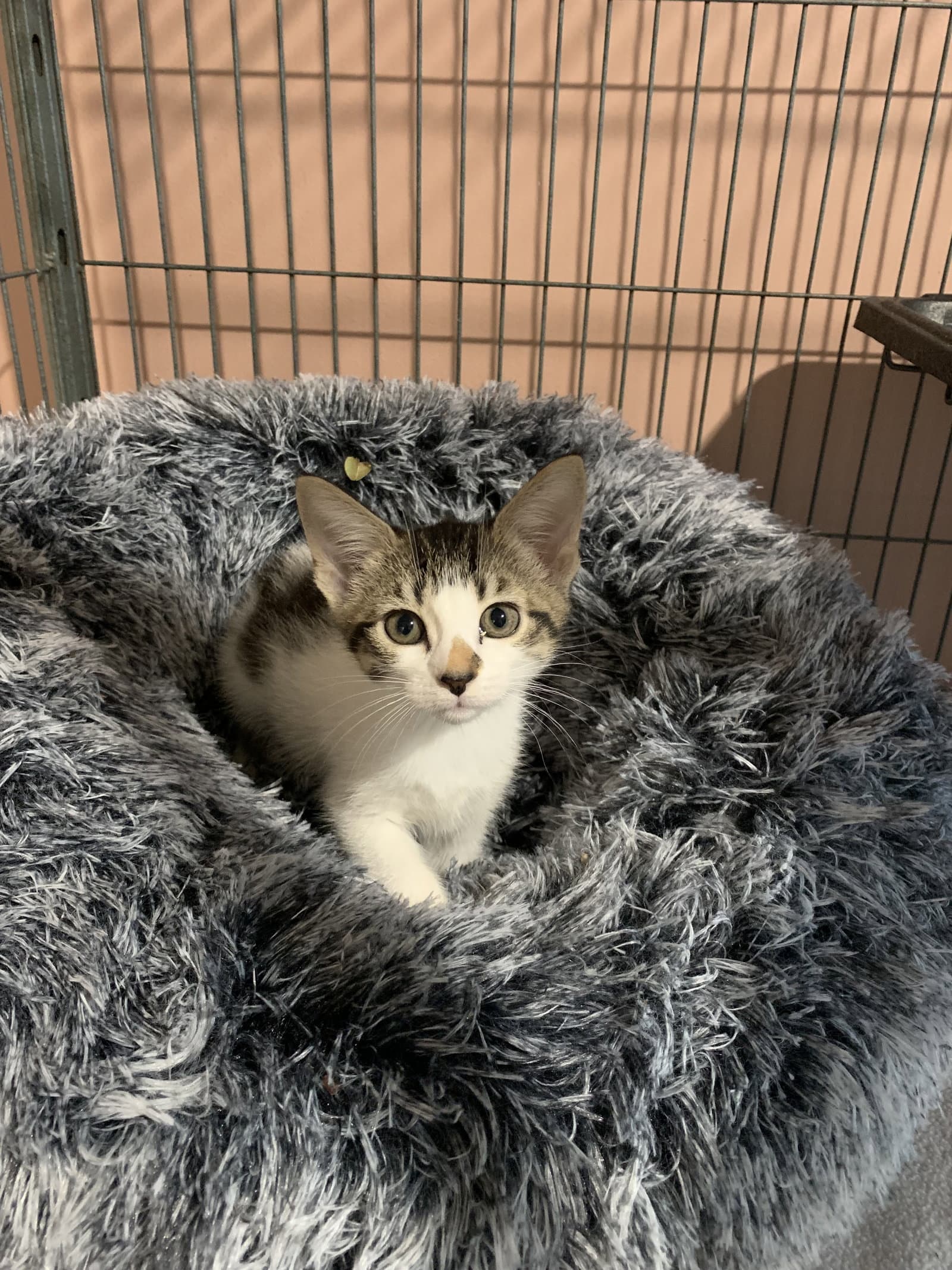 Butterfly - Domestic Short Hair