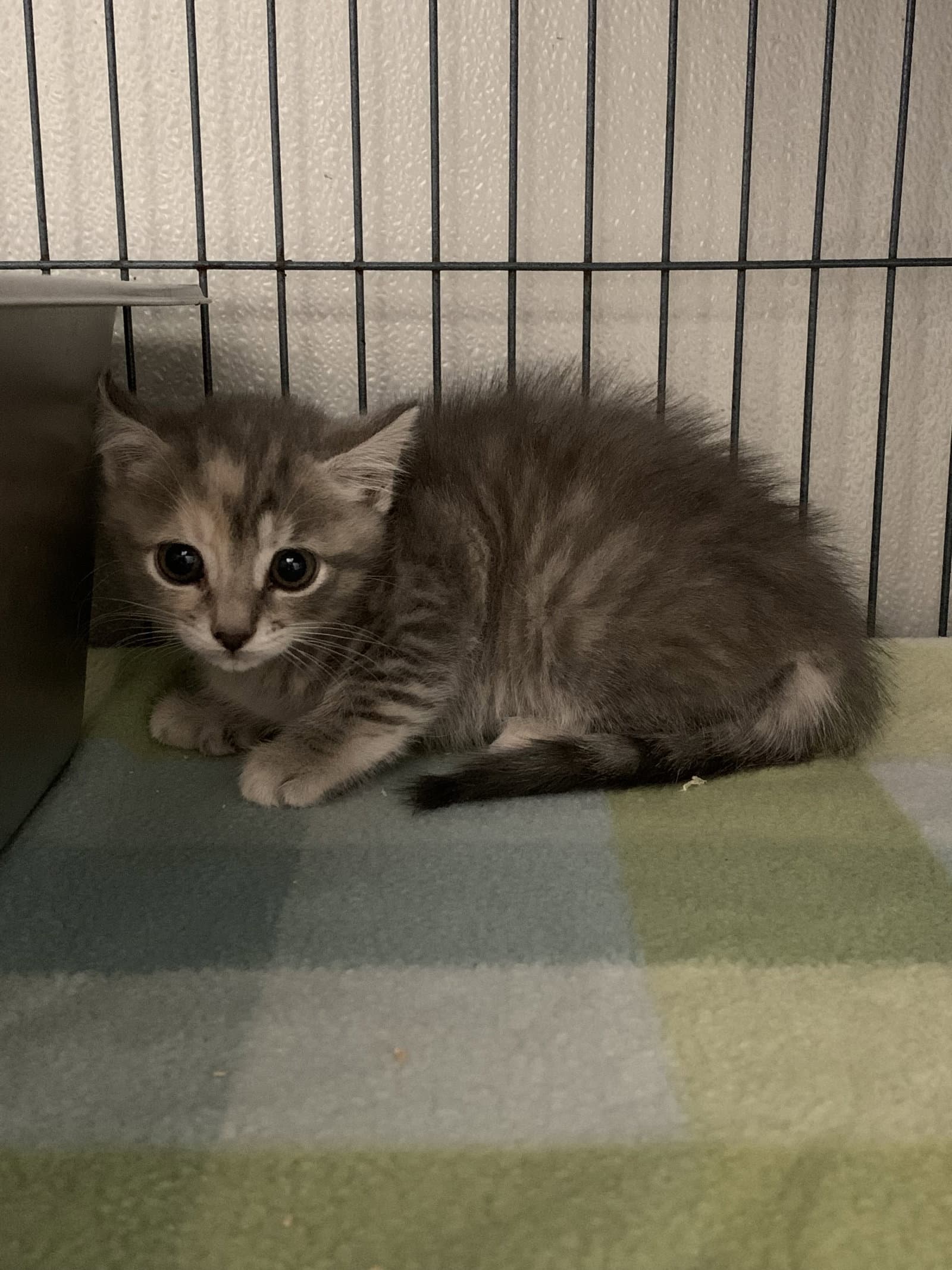 Nixie - Domestic Short Hair