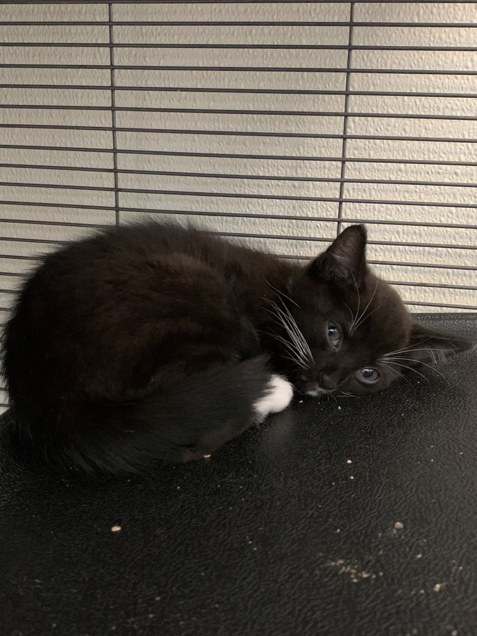Kona - Domestic Short Hair
