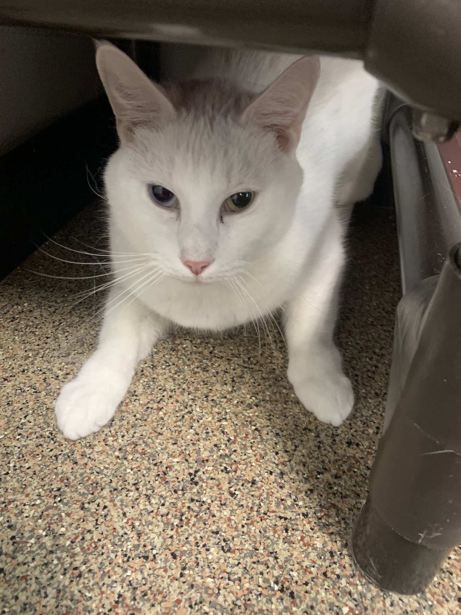 Spot - Domestic Short Hair
