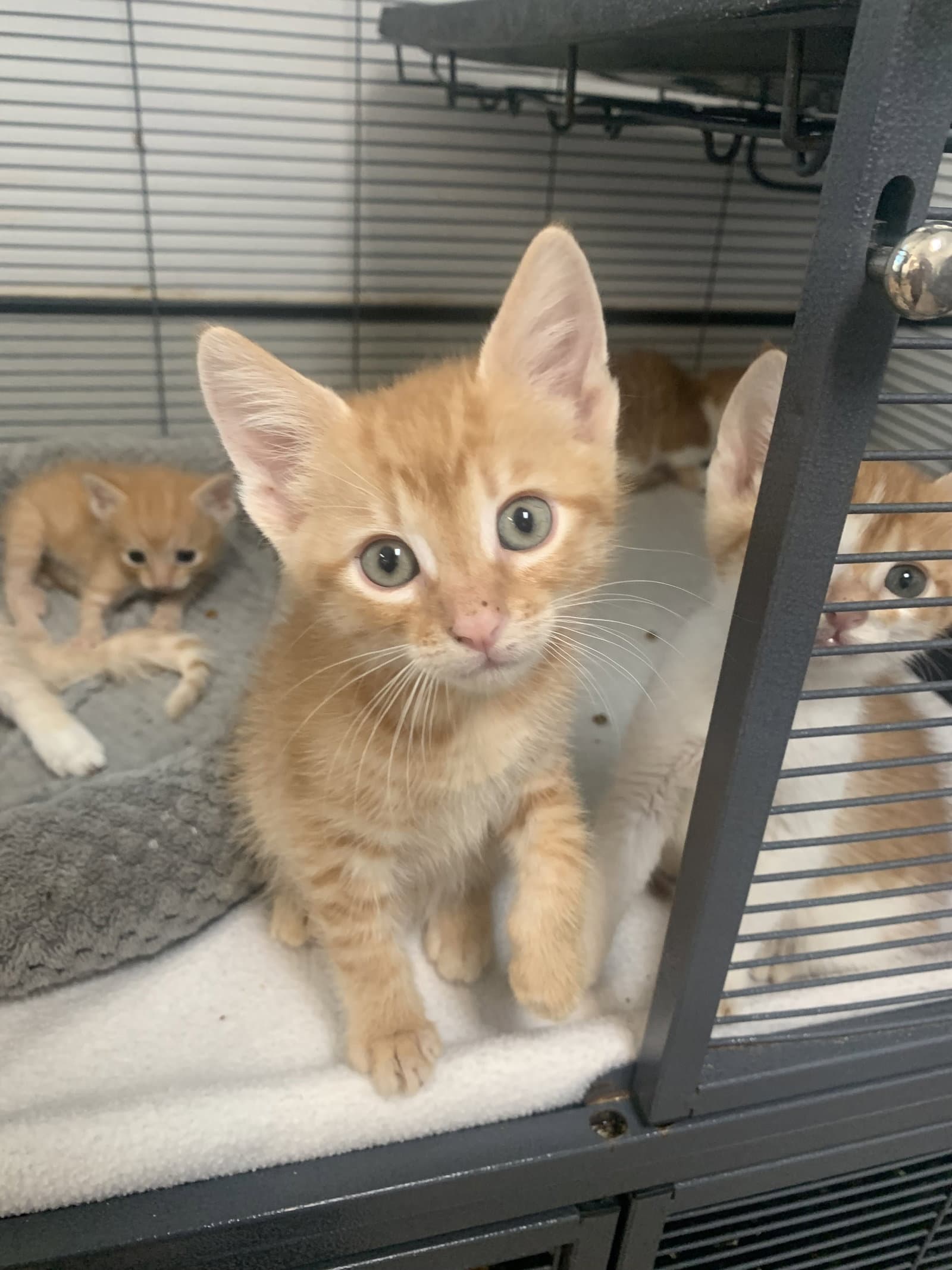 Walnut - Domestic Short Hair