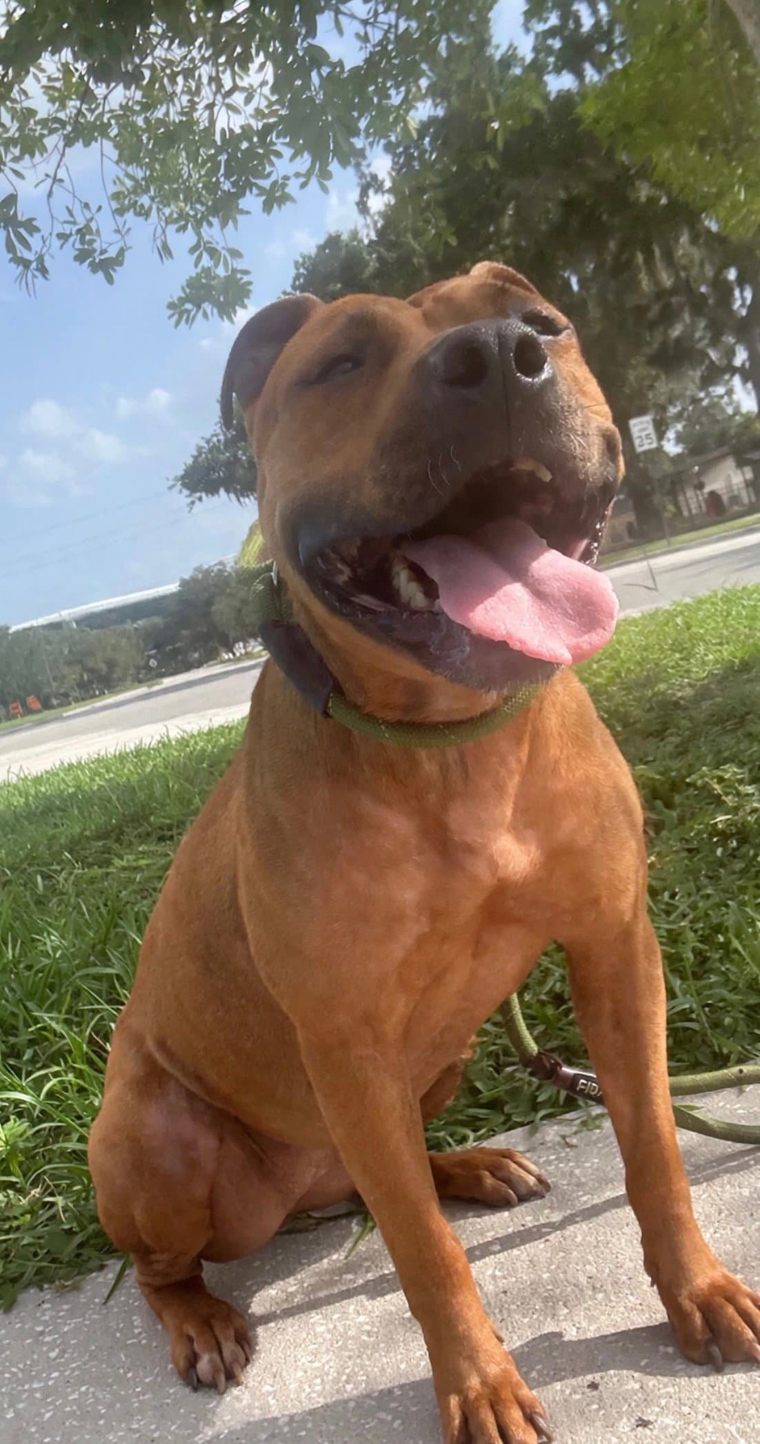 Maple Training Camp - Black Mouth Cur