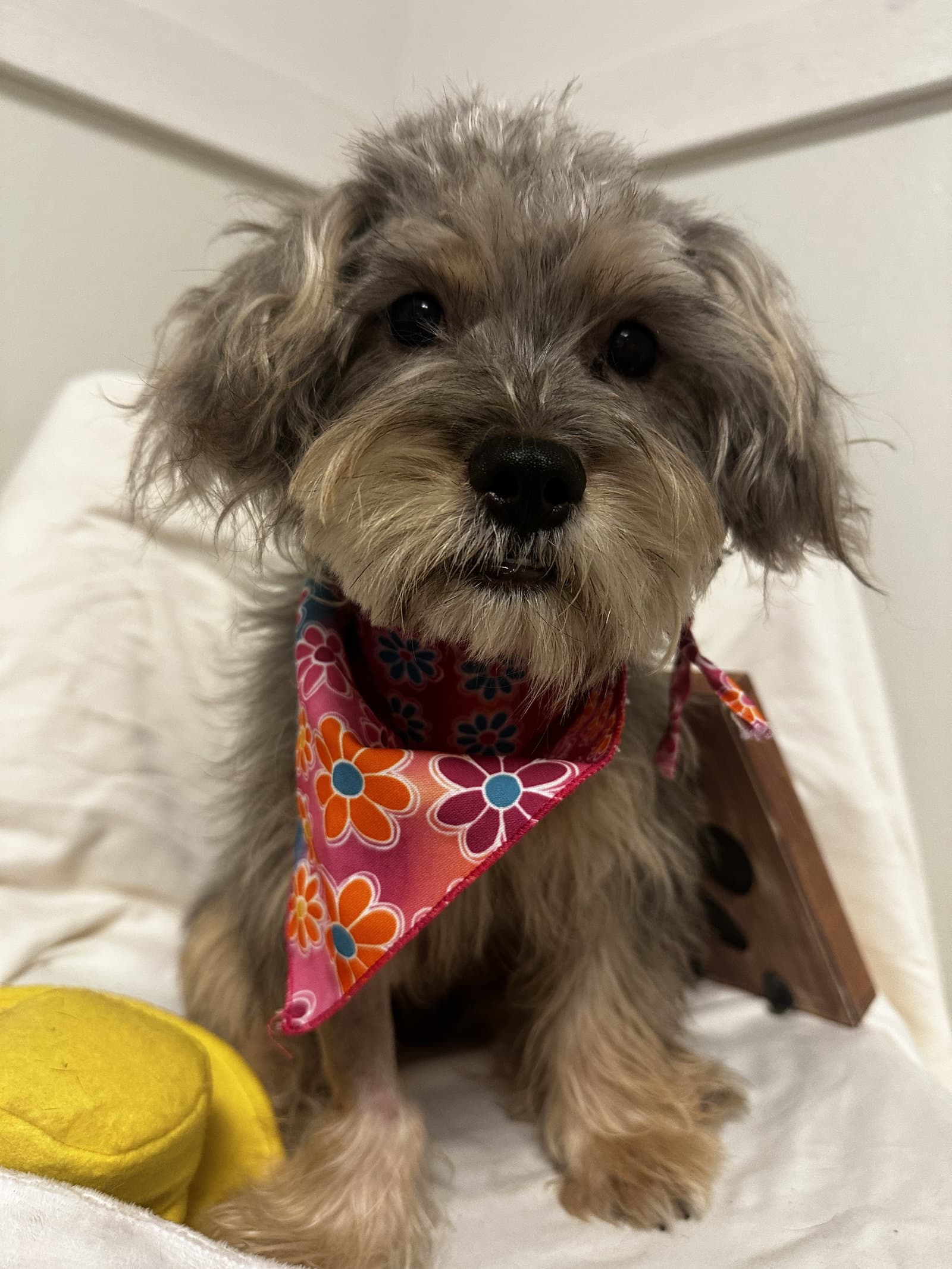 Diggi - Yorkshire Terrier Yorkie