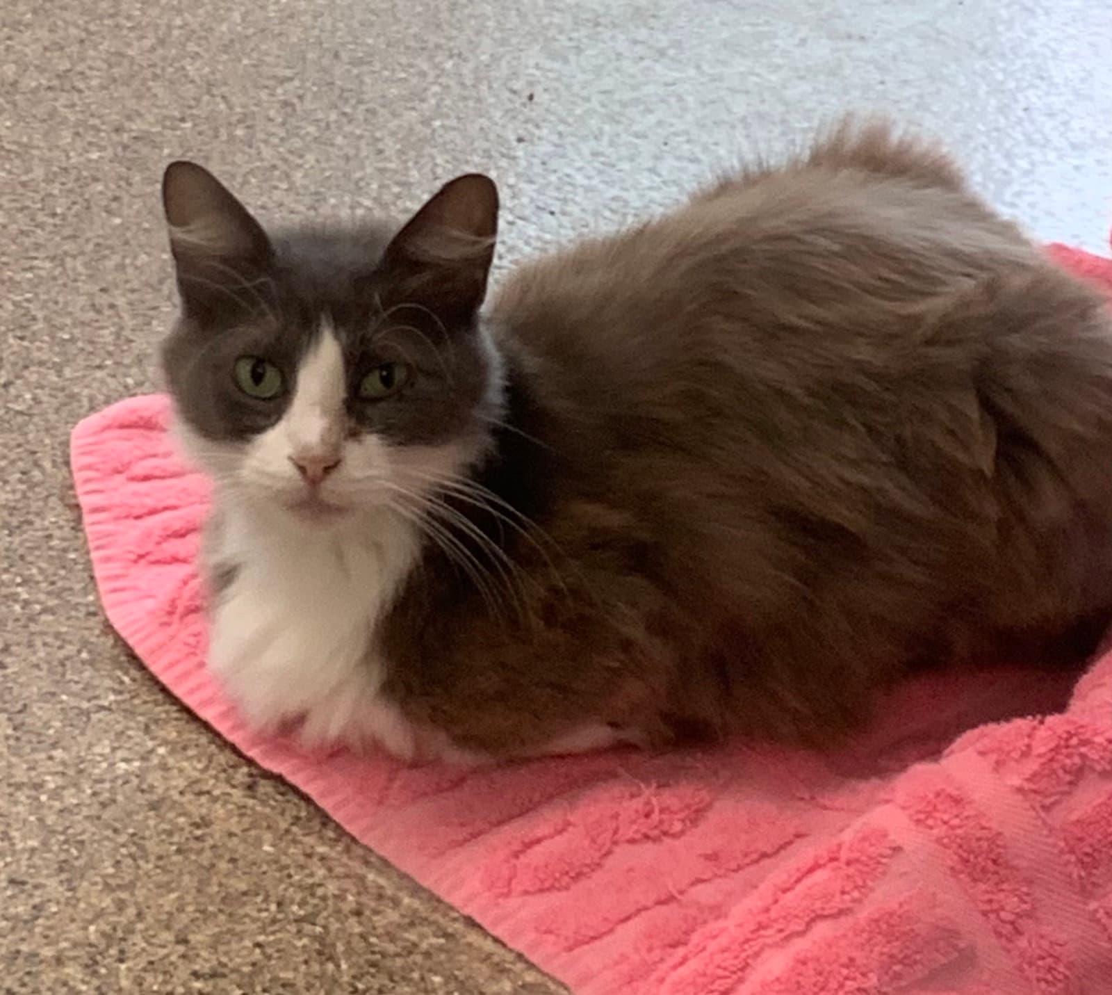 Meme - Domestic Medium Hair