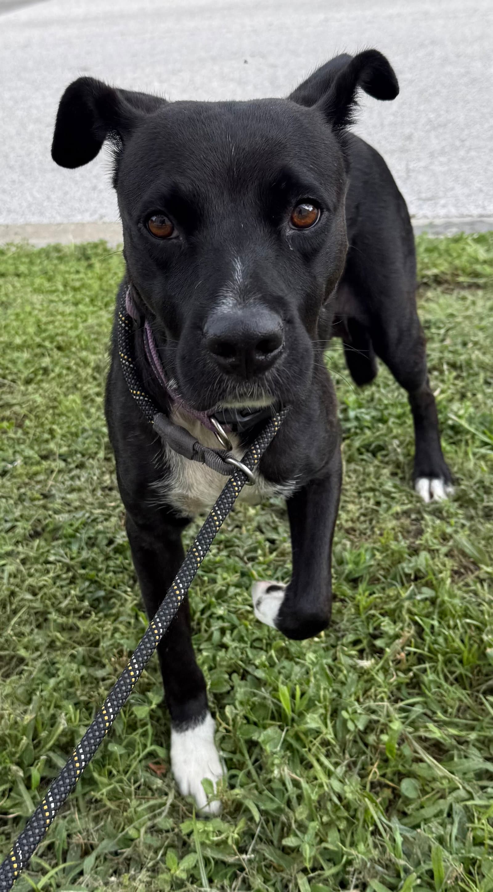 Fifa - Labrador Retriever
