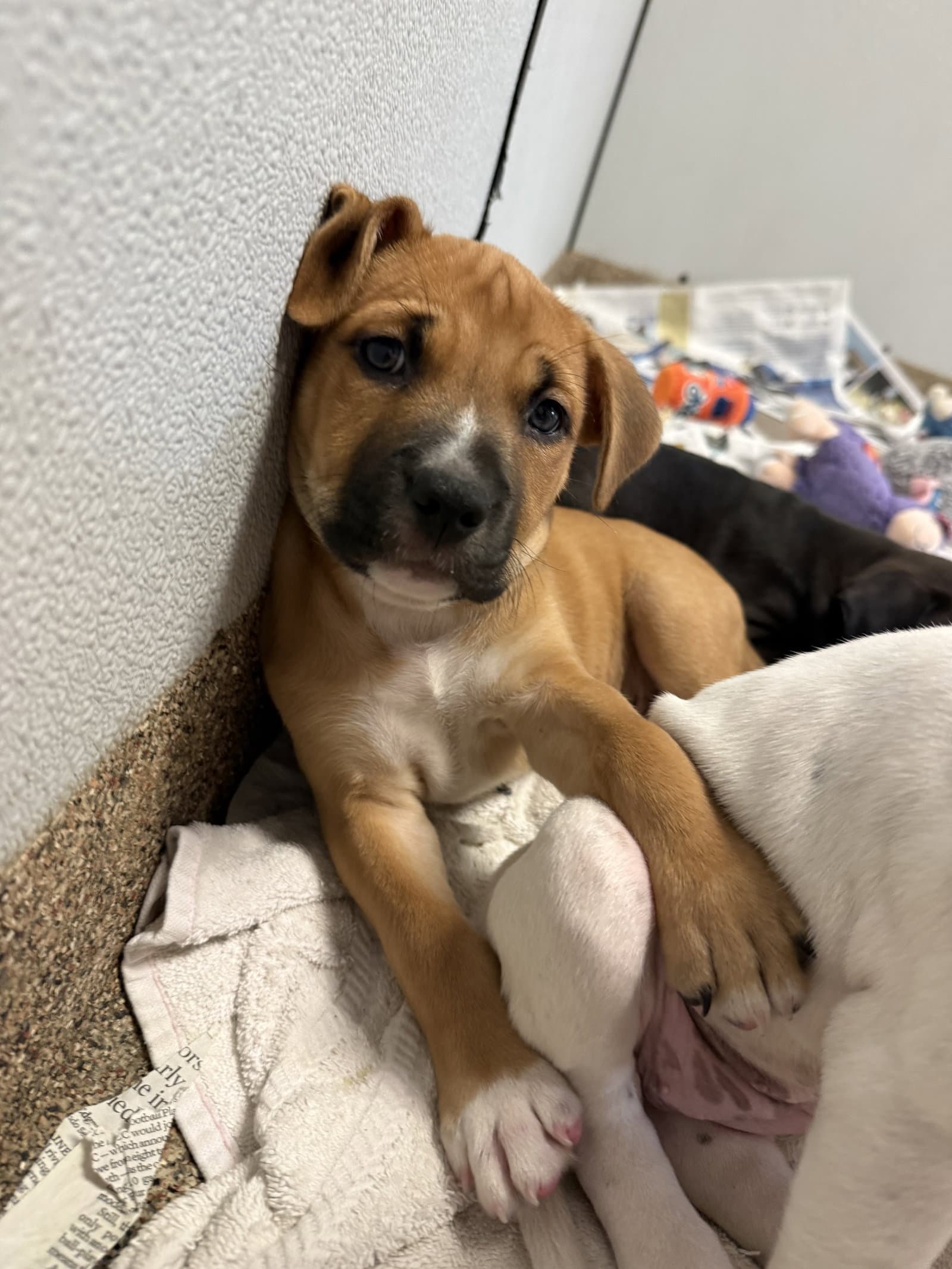 Mbappe - Labrador Retriever