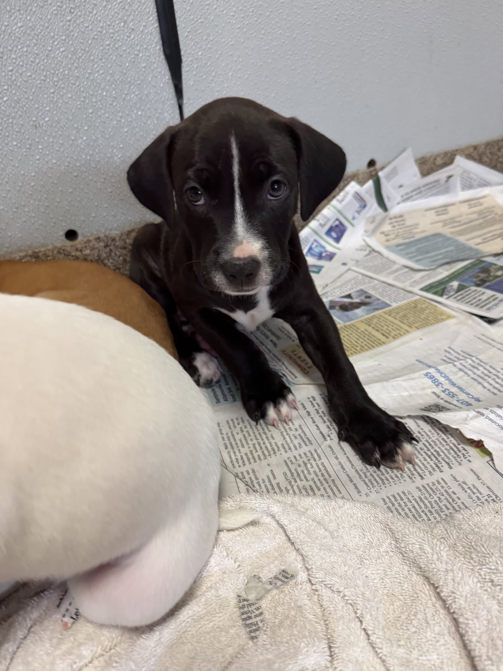 Ronaldo - Labrador Retriever