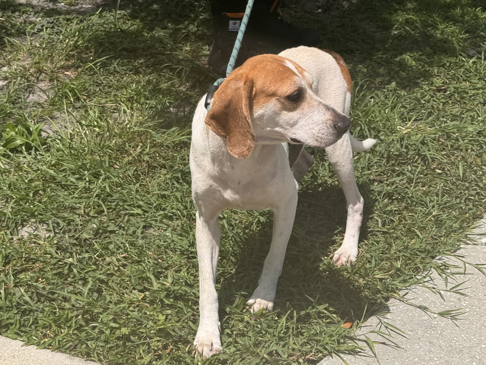 Wyatt - Beagle