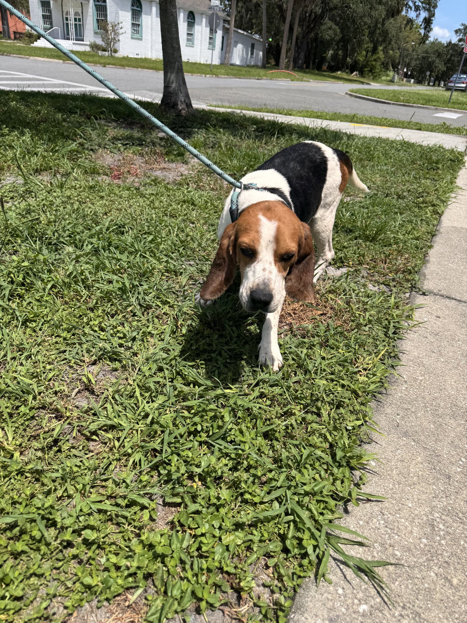 Waylon - Beagle