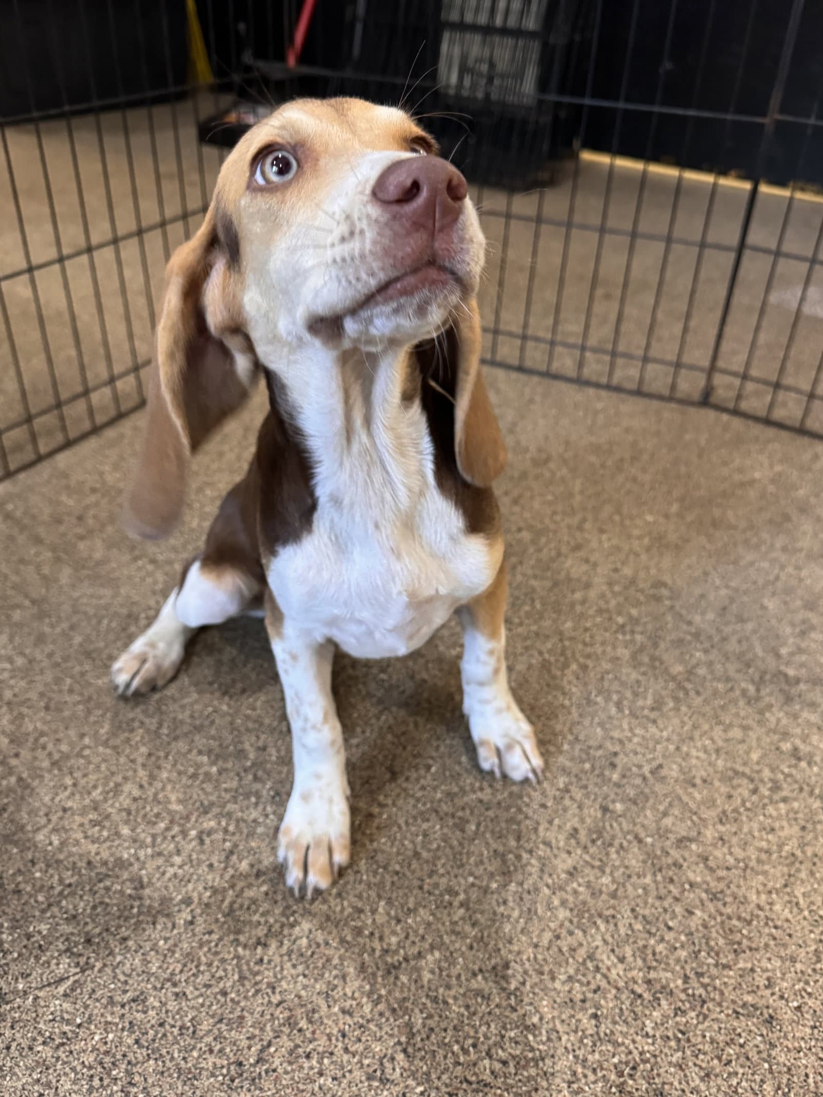 Penny - Beagle