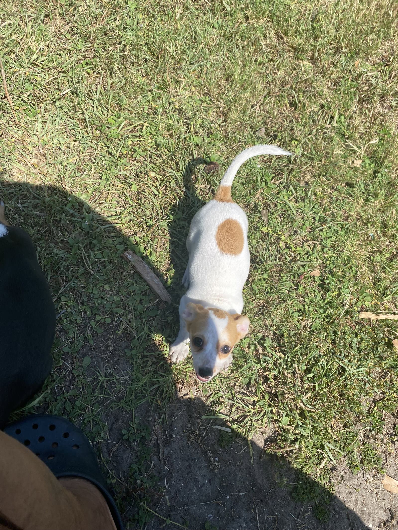Flora Fh - Jack Russell Terrier