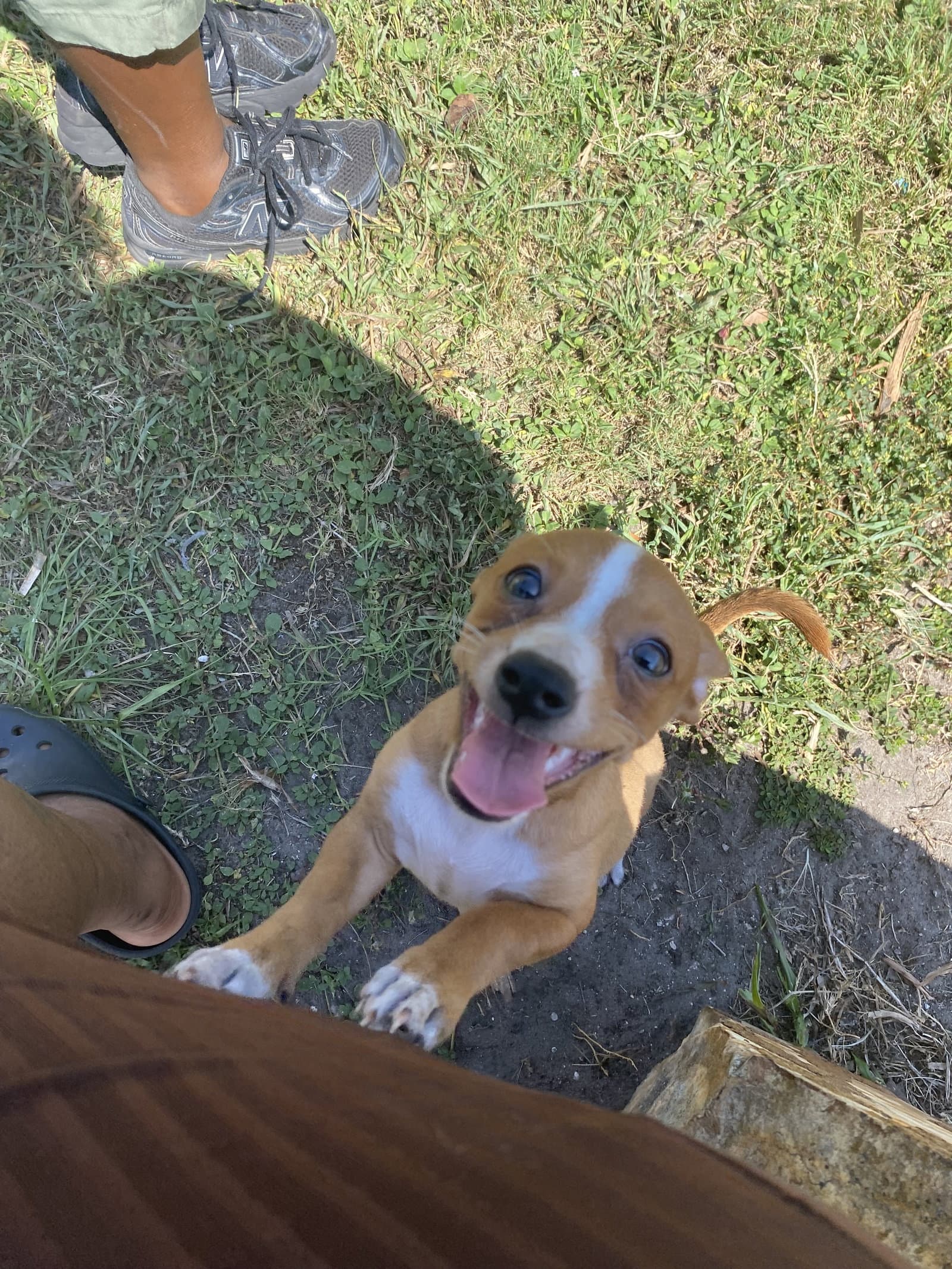 Fauna Fh - Jack Russell Terrier
