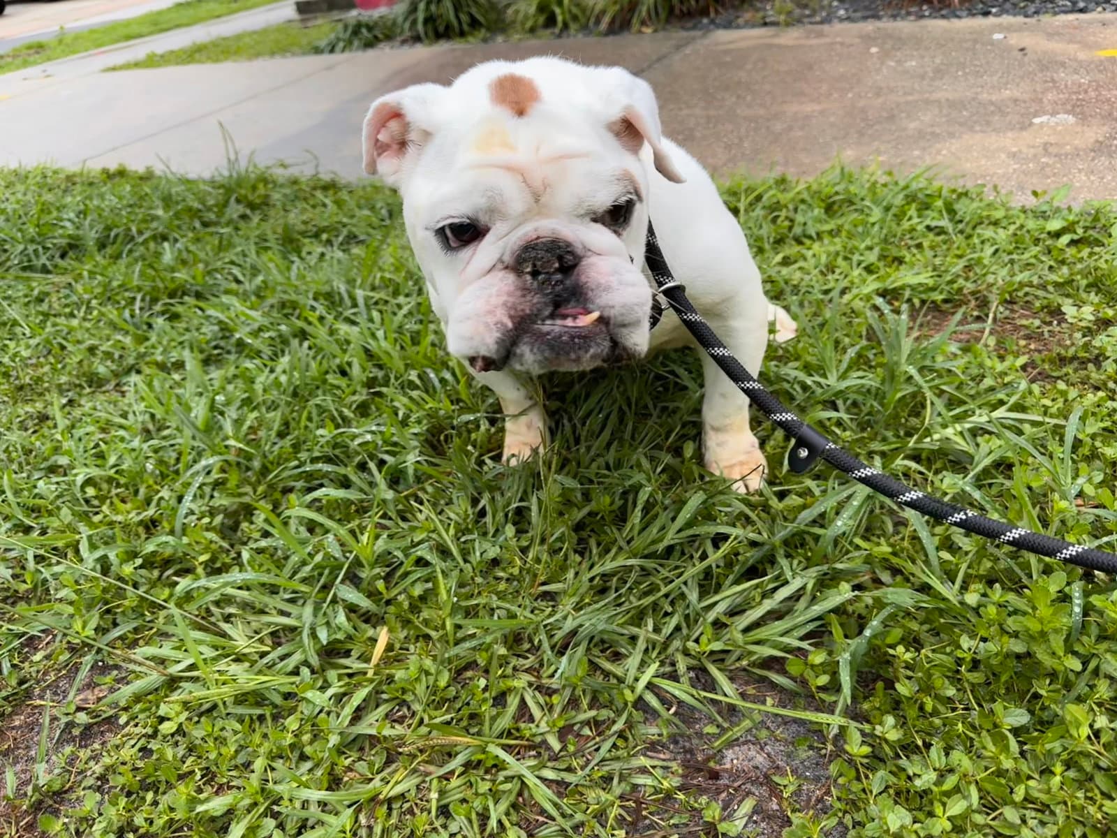 Princess Jazmyn - English Bulldog