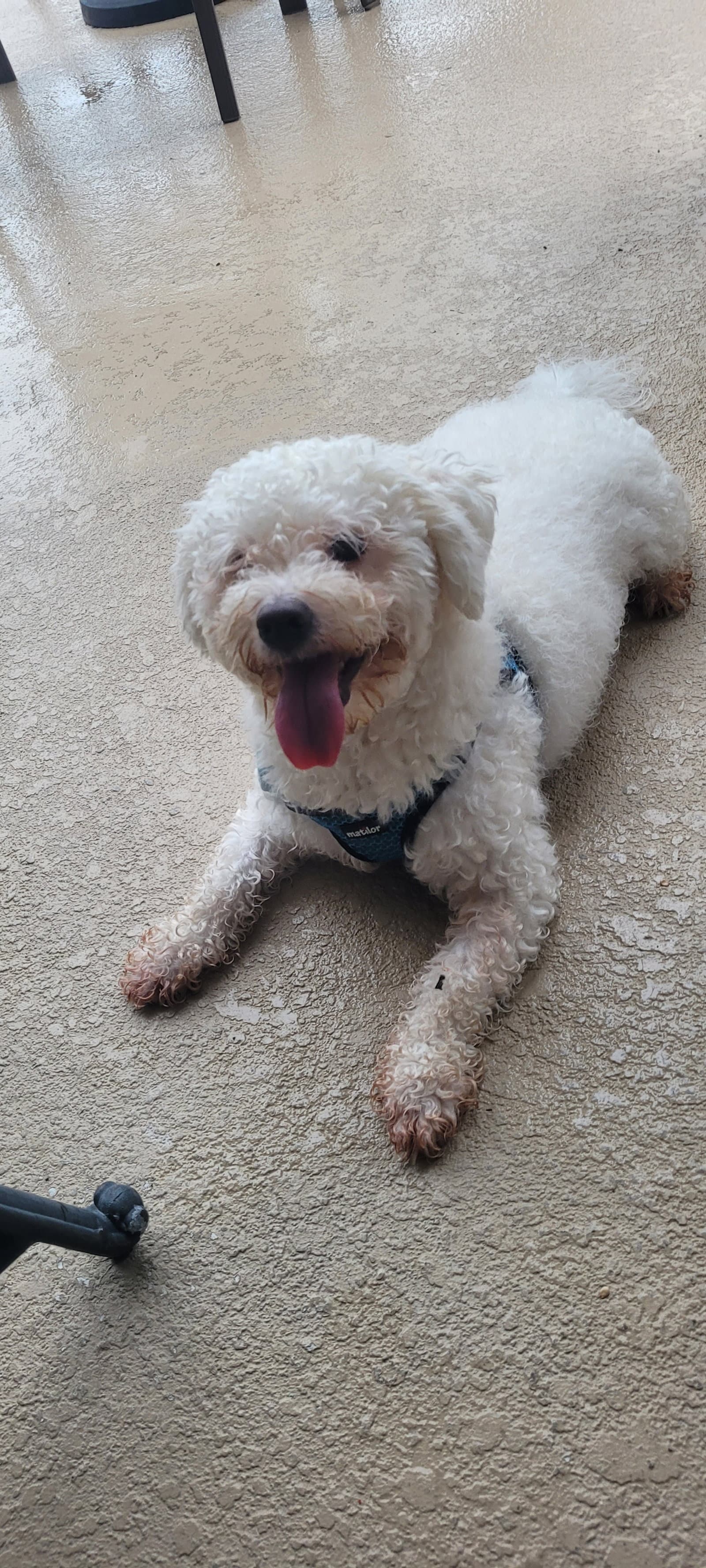 Tofu Fh - Bichon Frise