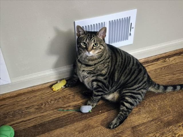 Jelly Roll - Domestic Short Hair