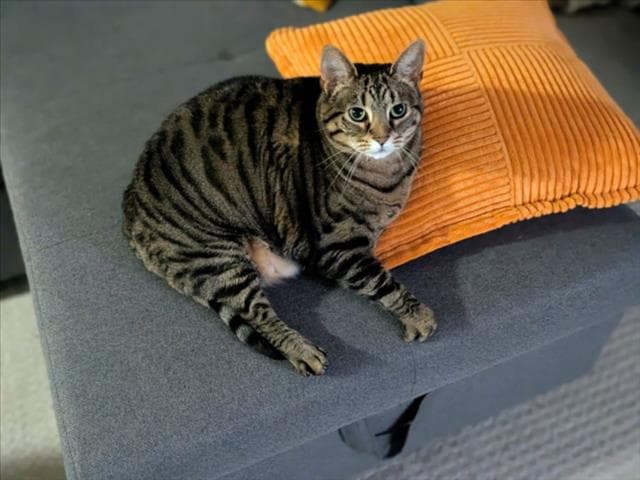 Jelly Roll - Domestic Short Hair